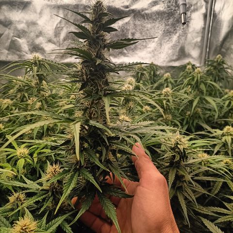 5 x green gelato automatic  growlog timeline photo