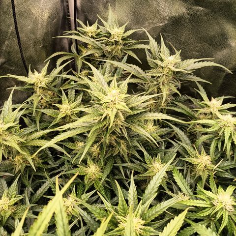 5 x green gelato automatic  growlog timeline photo
