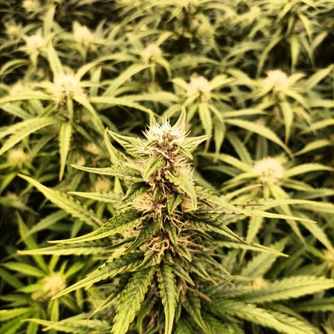 5 x green gelato automatic  growlog timeline photo