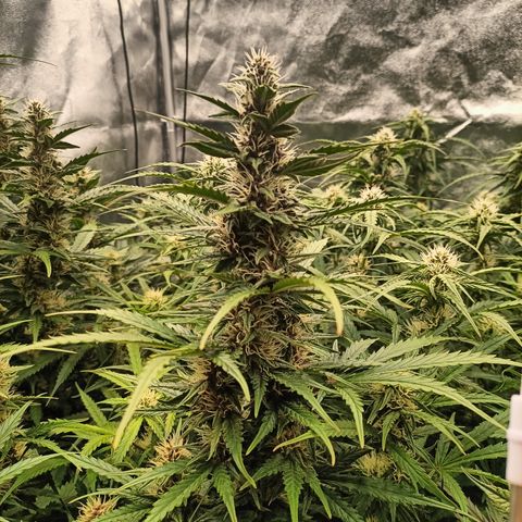 5 x green gelato automatic  growlog timeline photo