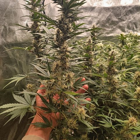 5 x green gelato automatic  growlog timeline photo
