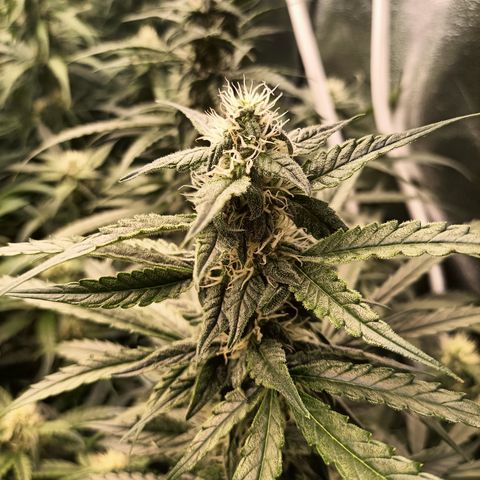 5 x green gelato automatic  growlog timeline photo