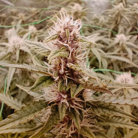 5 x green gelato automatic  growlog timeline photo