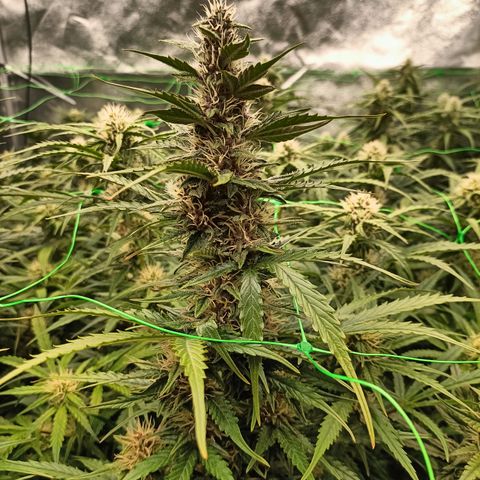 5 x green gelato automatic  growlog timeline photo