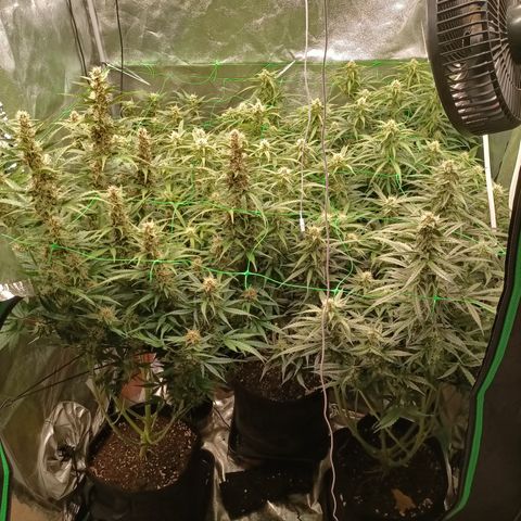5 x green gelato automatic  growlog timeline photo