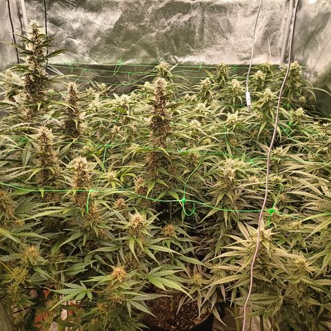 5 x green gelato automatic  growlog timeline photo