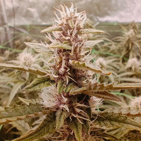 5 x green gelato automatic  growlog timeline photo