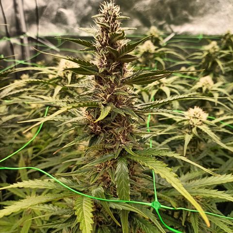 5 x green gelato automatic  growlog timeline photo
