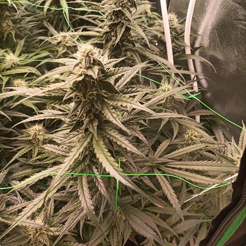 5 x green gelato automatic  growlog timeline photo