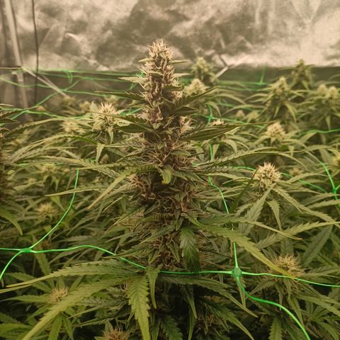 5 x green gelato automatic  growlog timeline photo