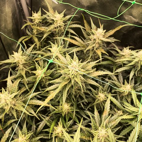 5 x green gelato automatic  growlog timeline photo