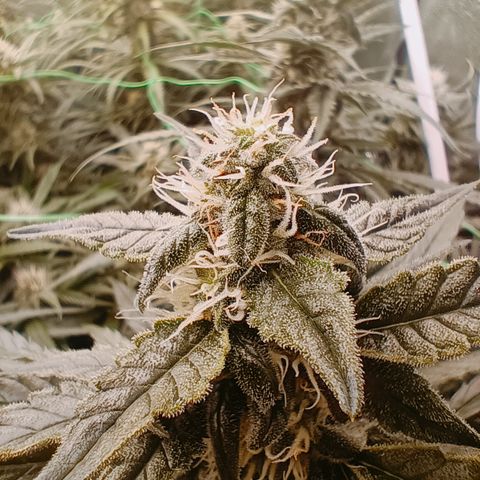 5 x green gelato automatic  growlog timeline photo