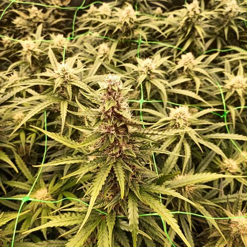 5 x green gelato automatic  growlog timeline photo