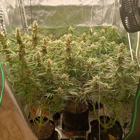 5 x green gelato automatic  growlog timeline photo
