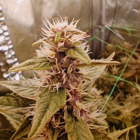 5 x green gelato automatic  growlog timeline photo