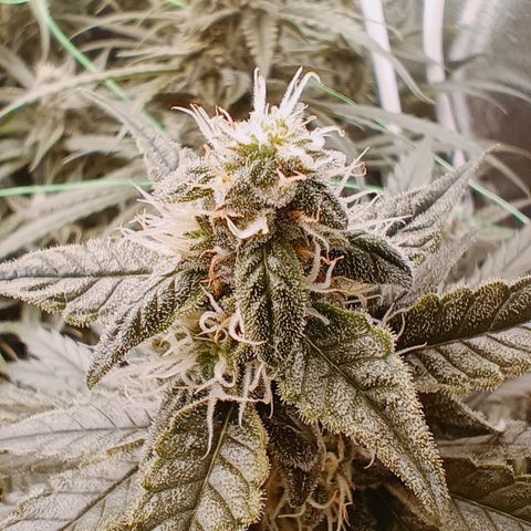 5 x green gelato automatic  growlog timeline photo