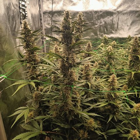 5 x green gelato automatic  growlog timeline photo