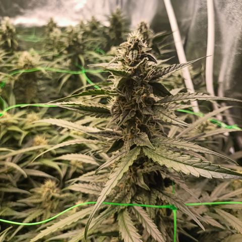 5 x green gelato automatic  growlog timeline photo