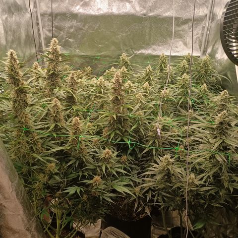 5 x green gelato automatic  growlog timeline photo
