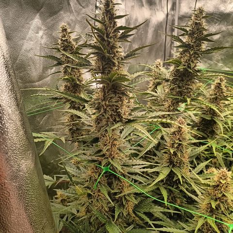 5 x green gelato automatic  growlog timeline photo