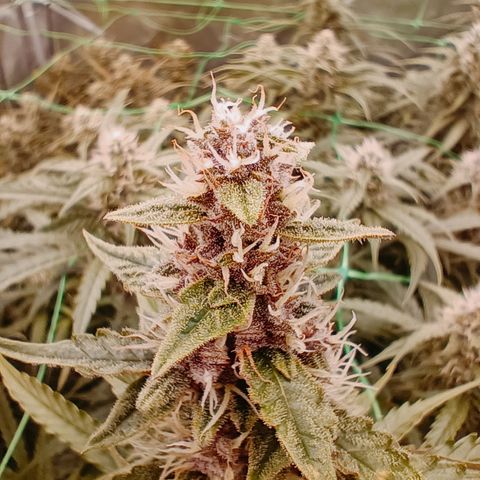 5 x green gelato automatic  growlog timeline photo