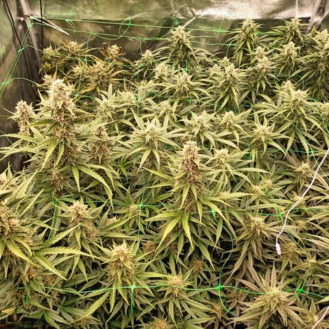 5 x green gelato automatic  growlog timeline photo