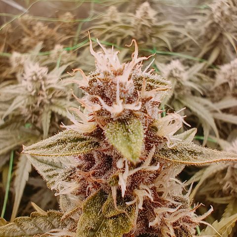 5 x green gelato automatic  growlog timeline photo