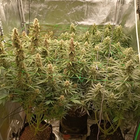 5 x green gelato automatic  growlog timeline photo
