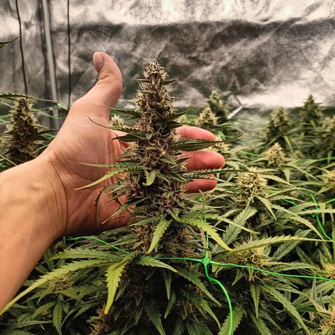 5 x green gelato automatic  growlog timeline photo