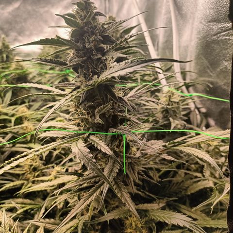 5 x green gelato automatic  growlog timeline photo