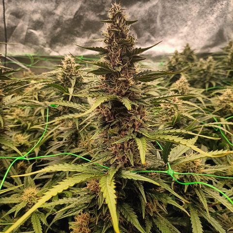 5 x green gelato automatic  growlog timeline photo