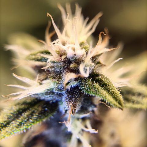 5 x green gelato automatic  growlog timeline photo