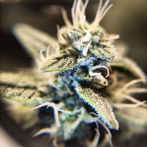 5 x green gelato automatic  growlog timeline photo