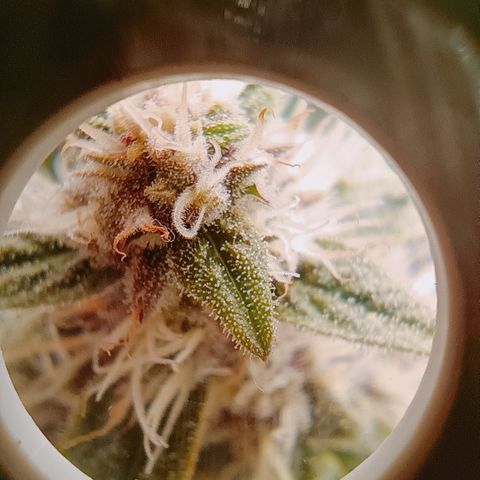 5 x green gelato automatic  growlog timeline photo