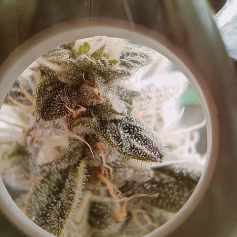 5 x green gelato automatic  growlog timeline photo