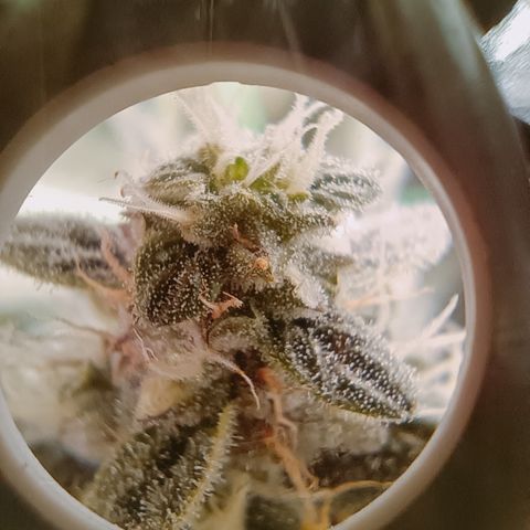 5 x green gelato automatic  growlog timeline photo