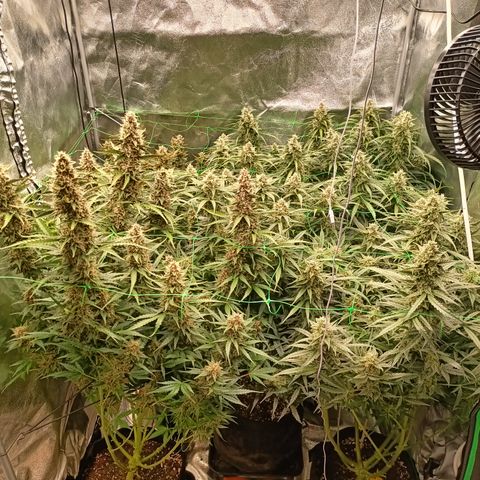 5 x green gelato automatic  growlog timeline photo
