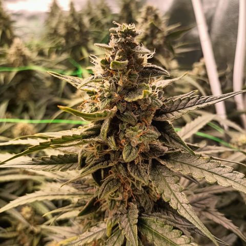 5 x green gelato automatic  growlog photo: Trichomes are white, daily check for amber. One plant has deficiencys but where flushing so we will find out how she tastes.
