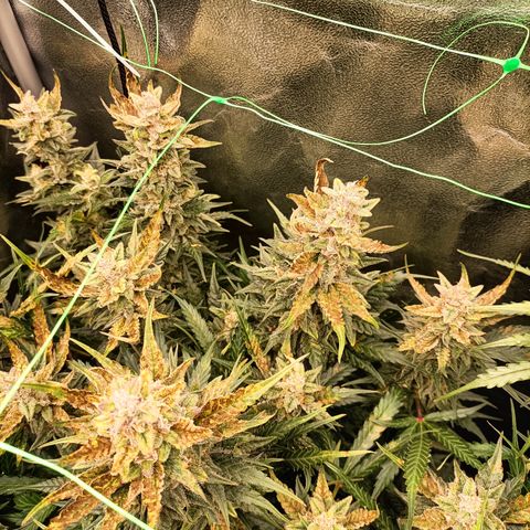 5 x green gelato automatic  growlog photo: Trichomes are white, daily check for amber. One plant has deficiencys but where flushing so we will find out how she tastes.