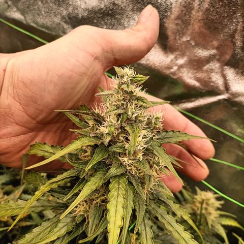 5 x green gelato automatic  growlog photo: Trichomes are white, daily check for amber. One plant has deficiencys but where flushing so we will find out how she tastes.