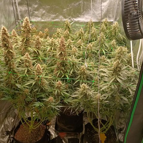 5 x green gelato automatic  growlog photo: Trichomes are white, daily check for amber. One plant has deficiencys but where flushing so we will find out how she tastes.