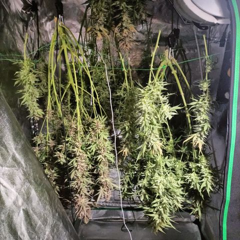 5 x green gelato automatic  growlog timeline photo