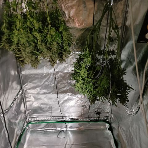 5 x green gelato automatic  growlog timeline photo