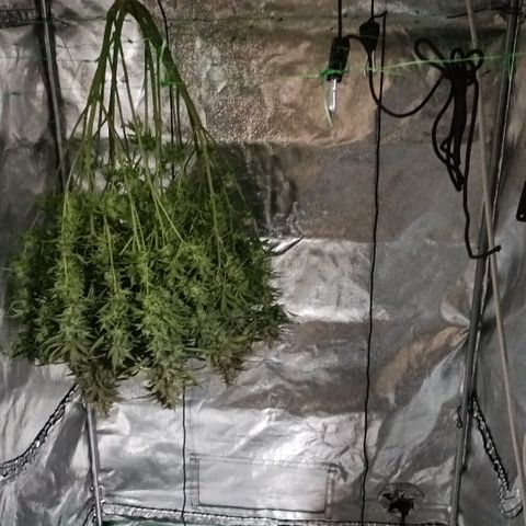 5 x green gelato automatic  growlog timeline photo