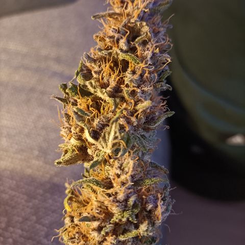 5 x green gelato automatic  growlog photo: Next run ill wait longer... The are a bit fluffy... Firm though. Smell is great.. cant wait to smoke m.. tonight ill trim the other plants..