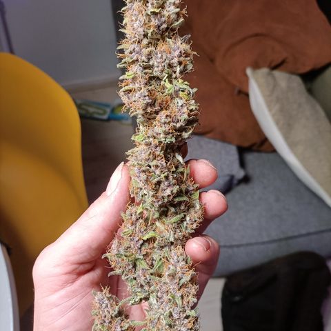 5 x green gelato automatic  growlog photo: Next run ill wait longer... The are a bit fluffy... Firm though. Smell is great.. cant wait to smoke m.. tonight ill trim the other plants..