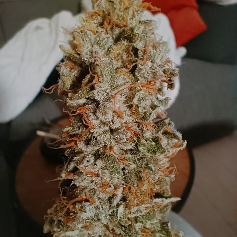 5 x green gelato automatic  growlog timeline photo