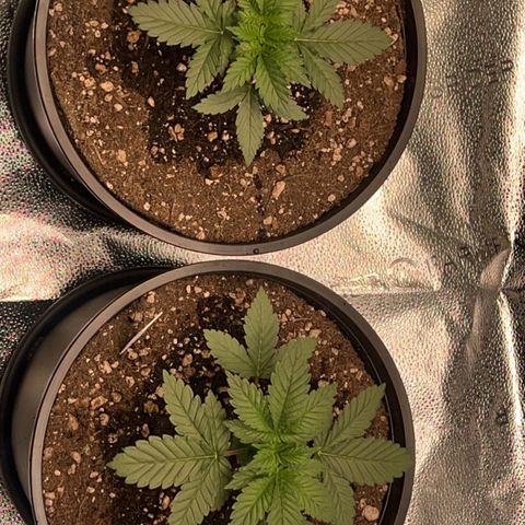 G 45 growlog timeline photo