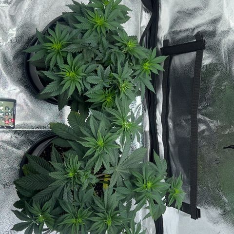 G 45 growlog timeline photo