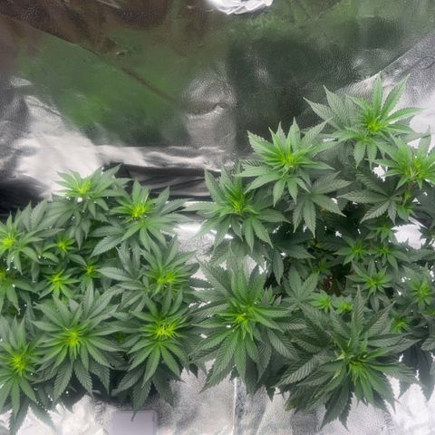 G 45 growlog timeline photo